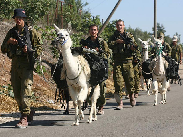 Во время войны израильские военные использовали лам для транспортировки грузов по горам      
