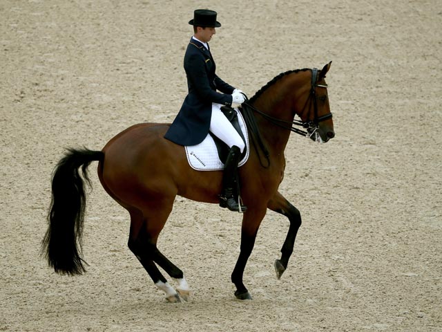 Происшествие во время церемонии награждения: конь, олимпийский чемпион, ударил конюшего