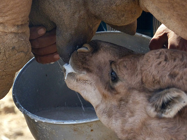 Три человека попали в больницу с бруцеллезом после употребления верблюжьего молока    
