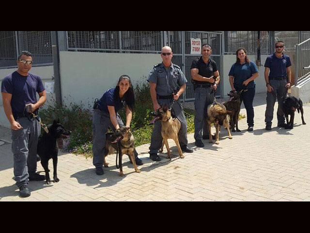 20 служебных собак доставлены из Чехии для службы в полиции Израиля