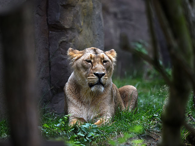 Всемирный День львов в Лондонском зоопарке