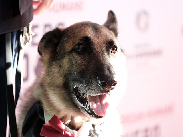 Hero Dog Awards: награждение четвероногих героев