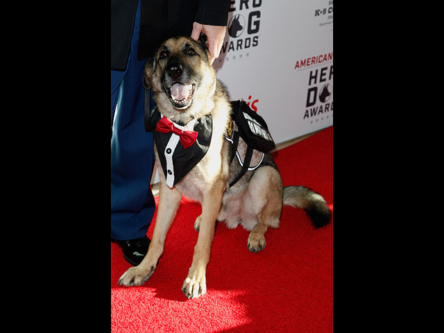 Hero Dog Awards: награждение четвероногих героев