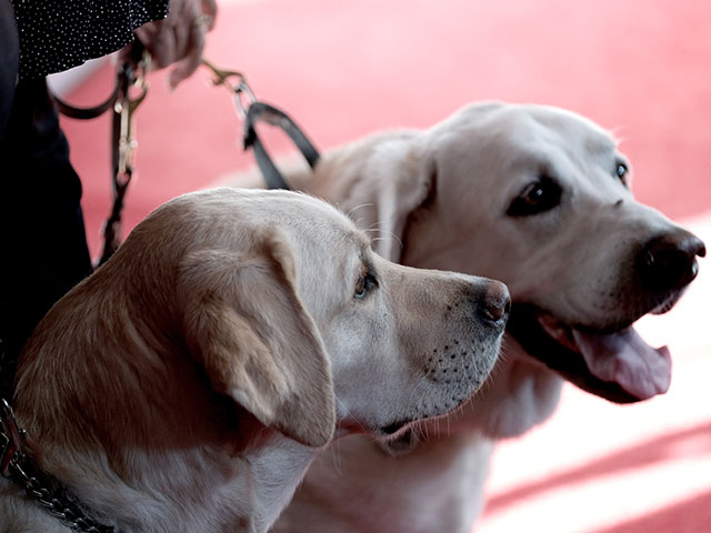 Hero Dog Awards: награждение четвероногих героев