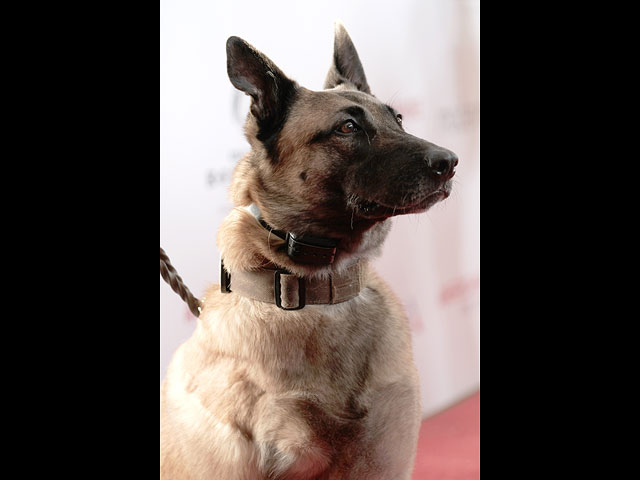 Hero Dog Awards: награждение четвероногих героев