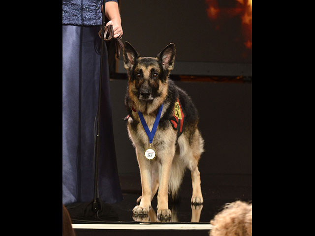 Hero Dog Awards: награждение четвероногих героев