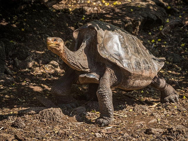 Гигантская галапагосская черепаха