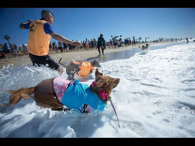 "Собачий серфинг" в Калифорнии: необычные соревнования