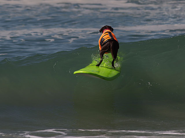 "Собачий серфинг" в Калифорнии: необычные соревнования