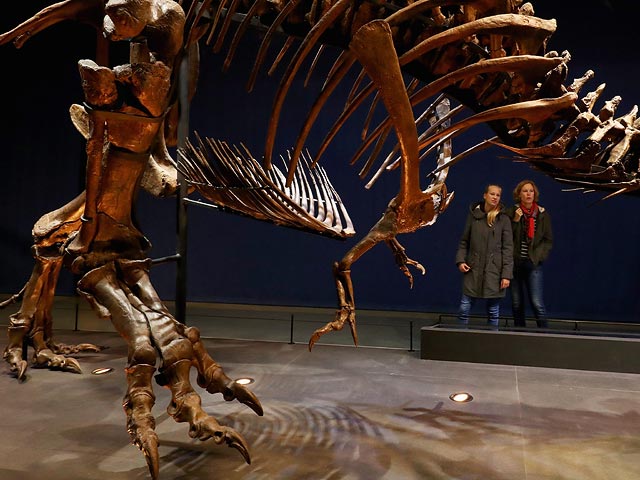 Шеститонный скелет тираннозавра прибыл в Голландию