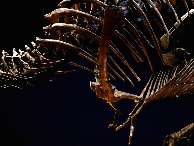 Шеститонный скелет тираннозавра прибыл в Голландию