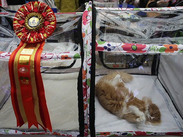 Выставка кошек TICA в городе Ухань