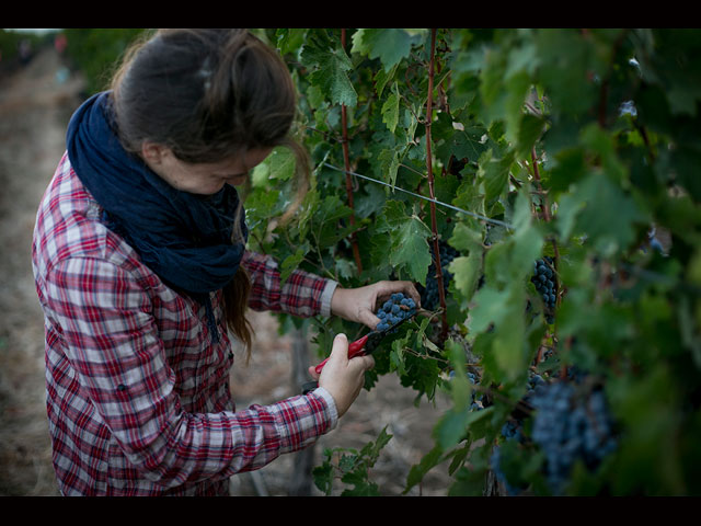 "Солнце Голанских высот в виноградной лозе": сбор урожая в мошаве Нов