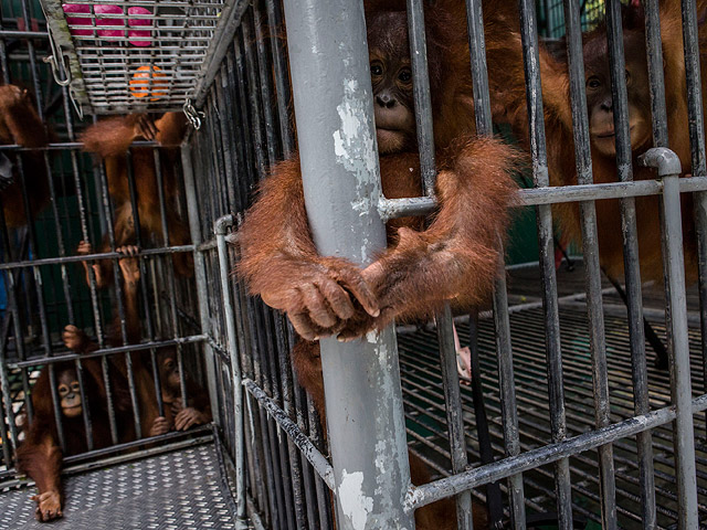 "Потерянный рай": спасение орангутанов в Суматре