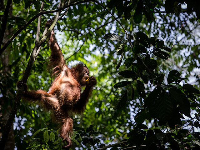 "Потерянный рай": спасение орангутанов в Суматре