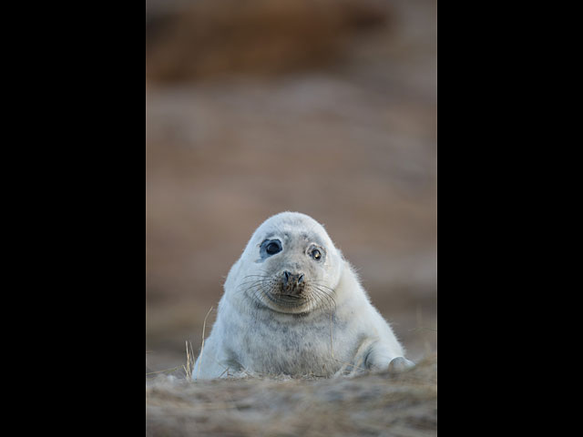 Тюлени в английском заповеднике Donna Nook