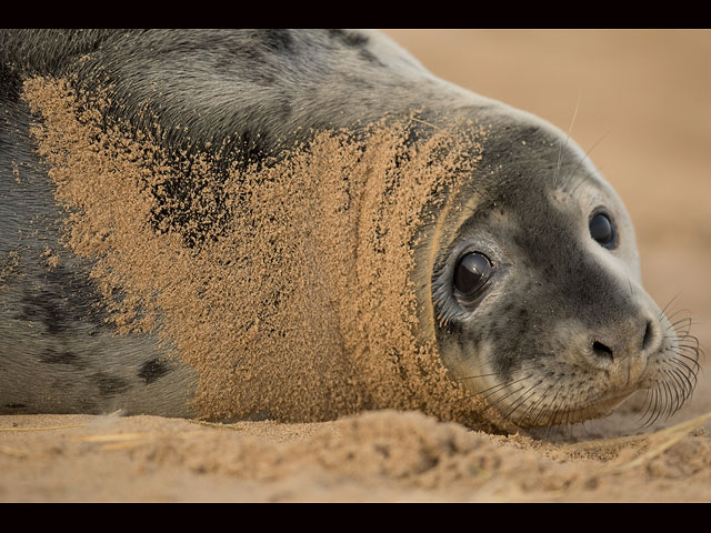 Тюлени в английском заповеднике Donna Nook