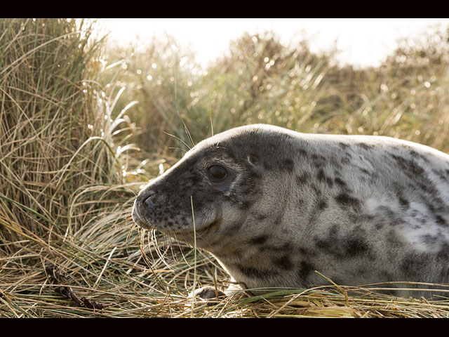 Тюлени в английском заповеднике Donna Nook