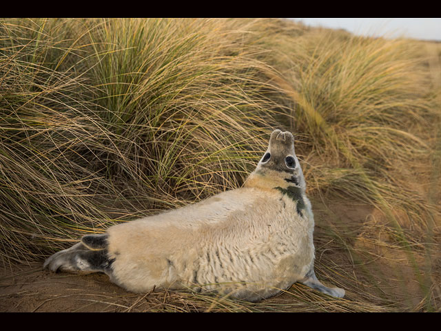 Тюлени в английском заповеднике Donna Nook