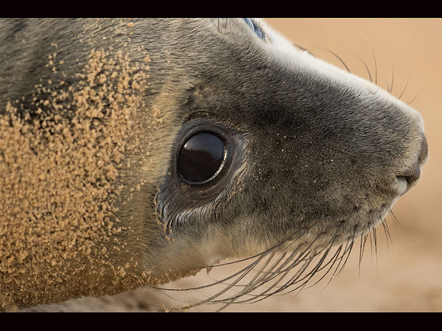 Тюлени в английском заповеднике Donna Nook