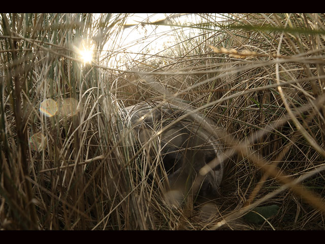 Тюлени в английском заповеднике Donna Nook