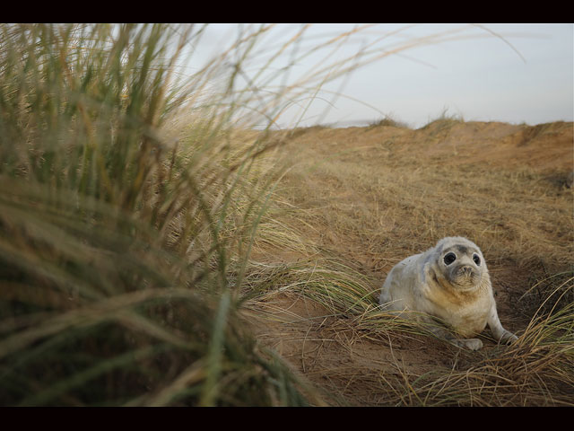 Тюлени в английском заповеднике Donna Nook