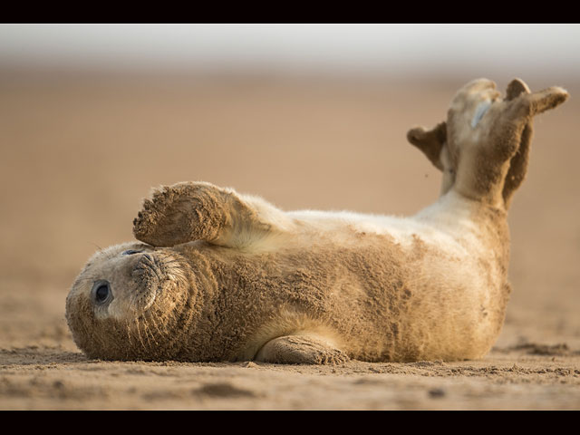 Тюлени в английском заповеднике Donna Nook