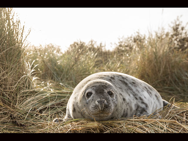 Тюлени в английском заповеднике Donna Nook