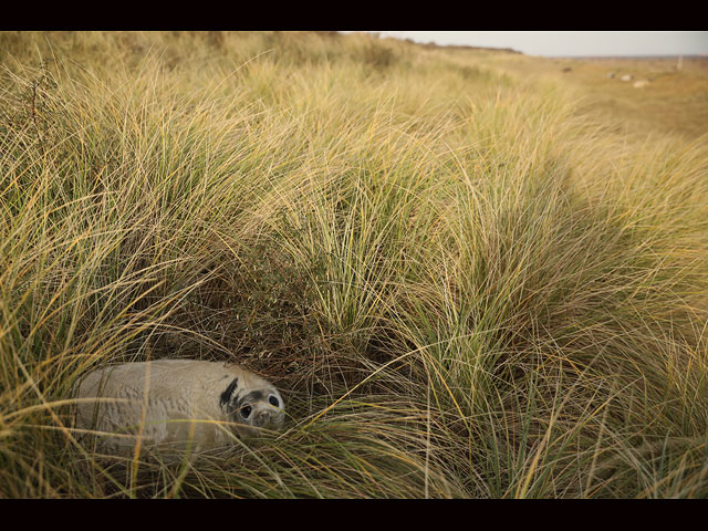 Тюлени в английском заповеднике Donna Nook