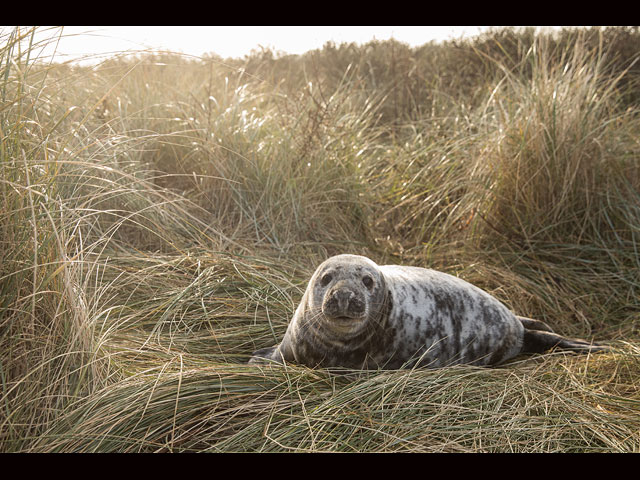 Тюлени в английском заповеднике Donna Nook