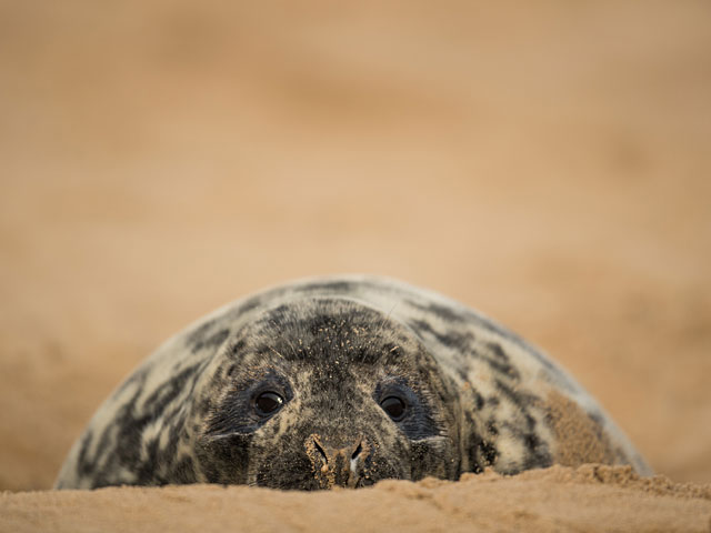 Тюлени в английском заповеднике Donna Nook