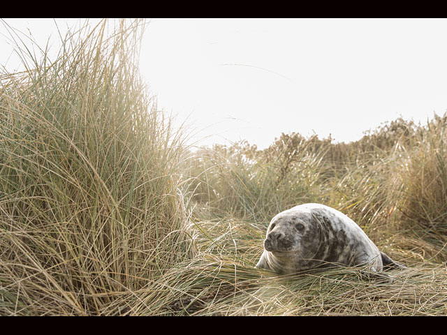 Тюлени в английском заповеднике Donna Nook