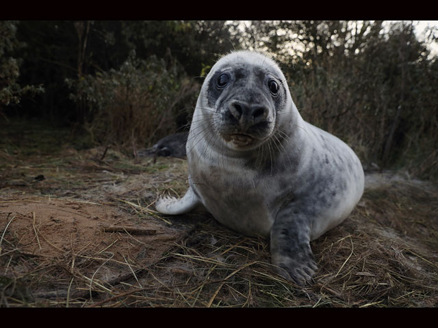 Тюлени в английском заповеднике Donna Nook