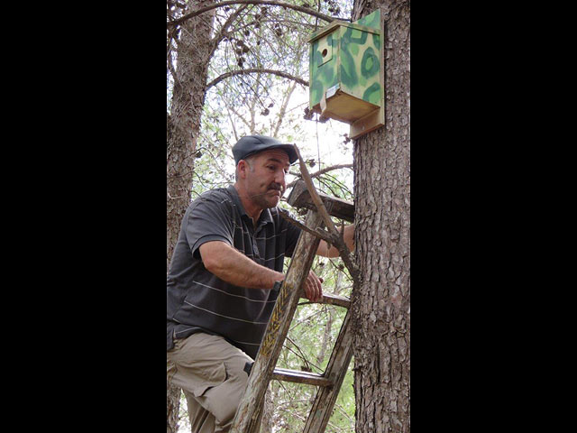 В лесах Израиля установлено множество "синичников" для борьбы с гусеницами соснового шелкопряда