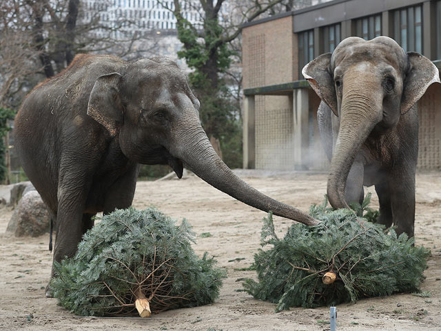 В Берлинском зоопарке слонам подали "к столу" новогодние елки