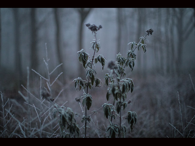 Зимний туман в Англии
