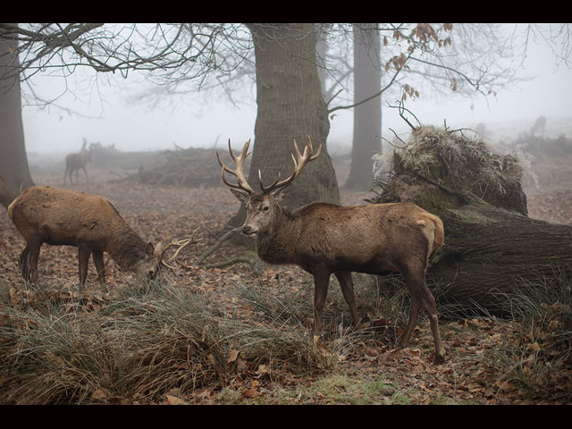 Зимний туман в Англии