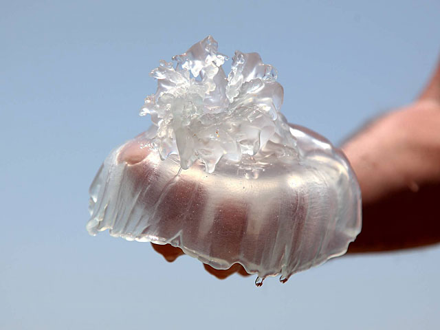 Зимнее нашествие медуз на побережье Израиля, наиболее высокая концентрация около Хайфы    