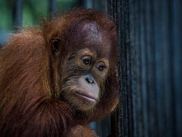 Трое индонезийских рабочих обвинены в том, что убили и съели орангутана
