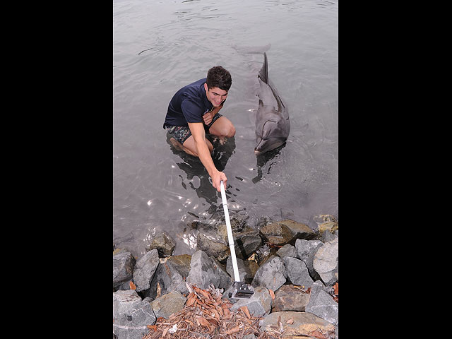 В Аргентине любители селфи до смерти "загладили" дельфиненка   (иллюстрация)