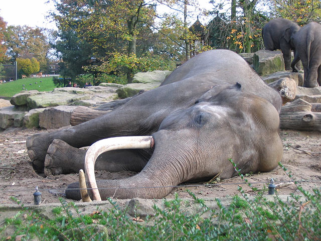 Слон, самое "малоспящее" животное, поможет справиться с бессонницей у людей