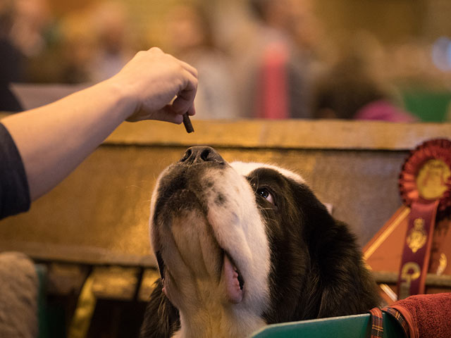 Финал Crufts 2017: назван чемпион мира среди собак