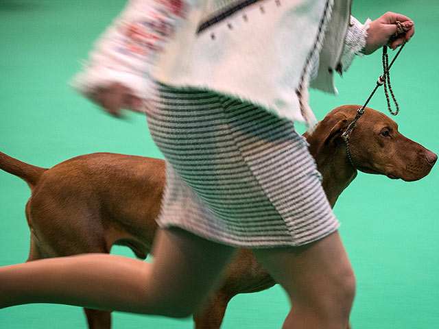 Финал Crufts 2017: назван чемпион мира среди собак