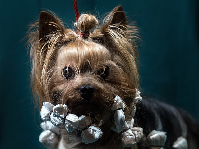 Финал Crufts 2017: назван чемпион мира среди собак