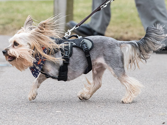 Финал Crufts 2017: назван чемпион мира среди собак