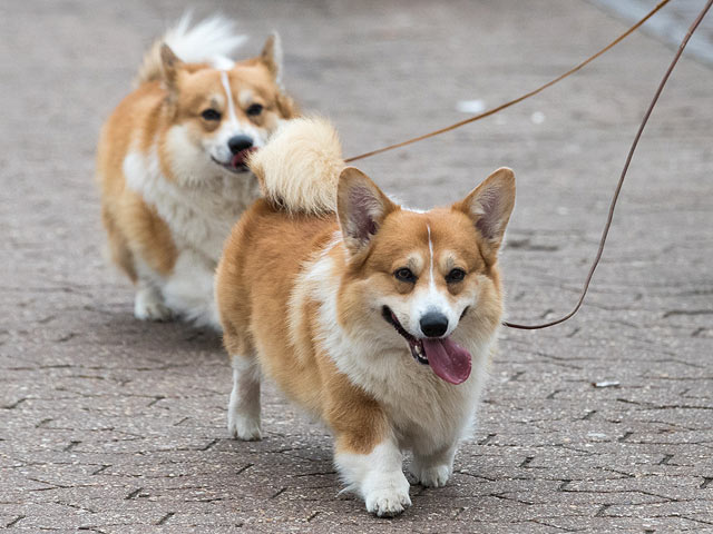 Финал Crufts 2017: назван чемпион мира среди собак