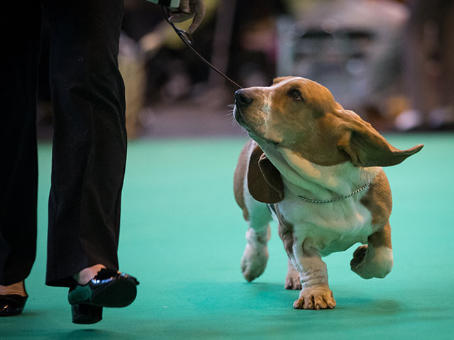 Финал Crufts 2017: назван чемпион мира среди собак