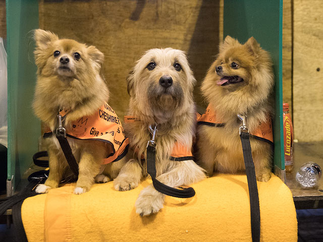 Финал Crufts 2017: назван чемпион мира среди собак