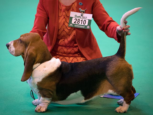 Финал Crufts 2017: назван чемпион мира среди собак