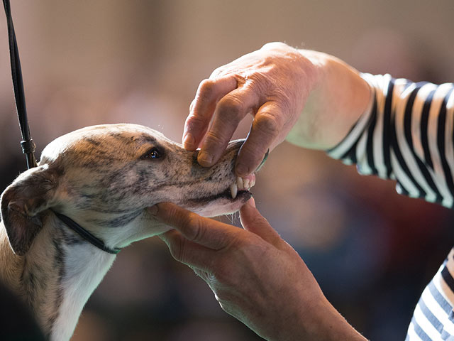 Финал Crufts 2017: назван чемпион мира среди собак